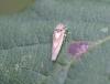 Zygina lunaris